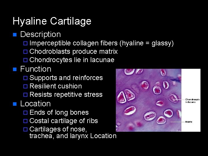 Hyaline Cartilage n Description ¨ Imperceptible collagen fibers (hyaline ¨ Chodroblasts produce matrix ¨