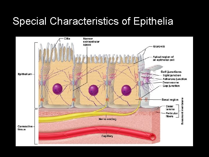 Special Characteristics of Epithelia 