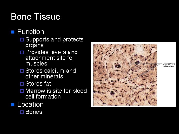 Bone Tissue n Function ¨ Supports and protects organs ¨ Provides levers and attachment