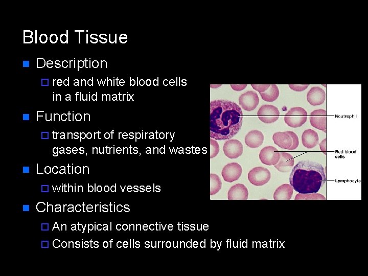 Blood Tissue n Description ¨ red and white blood cells in a fluid matrix