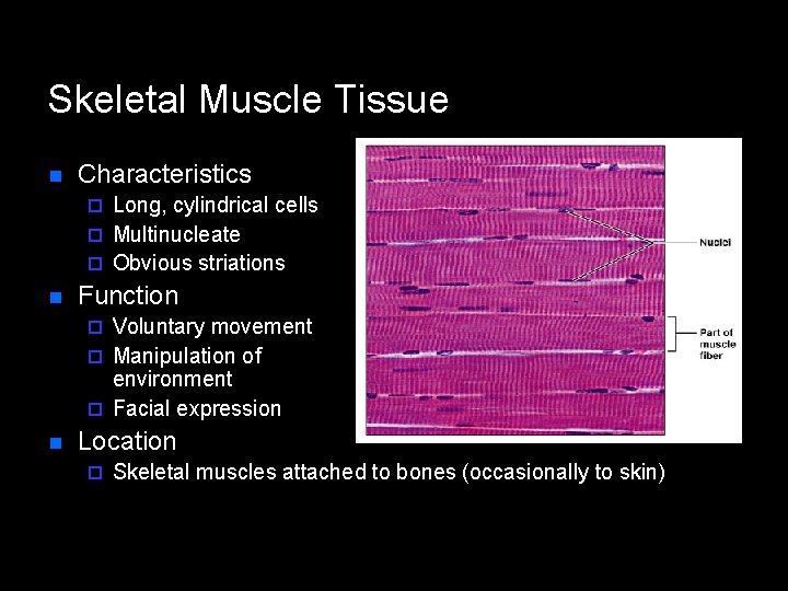 Skeletal Muscle Tissue n Characteristics Long, cylindrical cells ¨ Multinucleate ¨ Obvious striations ¨