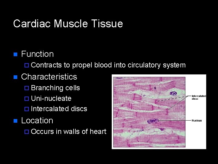 Cardiac Muscle Tissue n Function ¨ Contracts n to propel blood into circulatory system