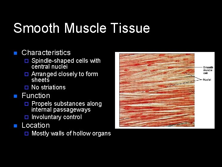 Smooth Muscle Tissue n Characteristics Spindle-shaped cells with central nuclei ¨ Arranged closely to