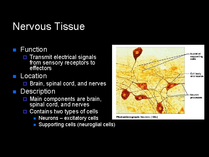 Nervous Tissue n Function ¨ n Location ¨ n Transmit electrical signals from sensory