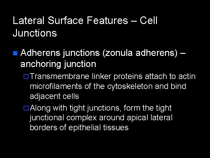 Lateral Surface Features – Cell Junctions n Adherens junctions (zonula adherens) – anchoring junction