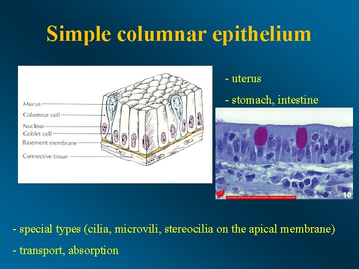 Simple columnar epithelium - uterus - stomach, intestine - special types (cilia, microvili, stereocilia