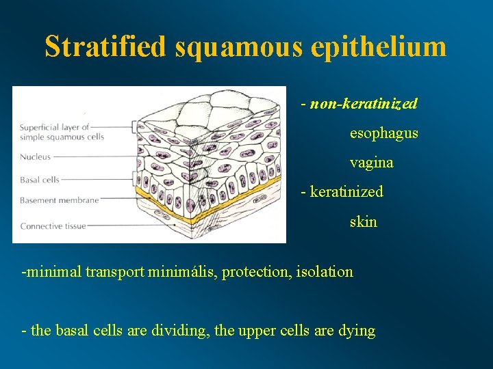 Stratified squamous epithelium - non-keratinized esophagus vagina - keratinized skin -minimal transport minimális, protection,