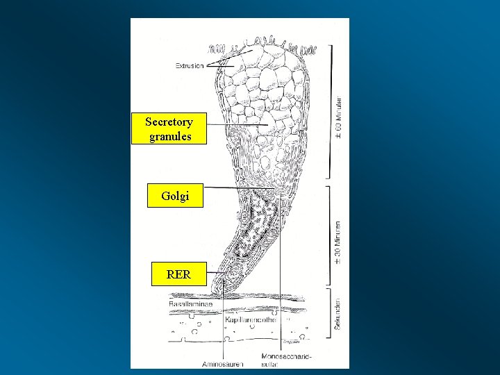 Secretory granules Golgi RER 