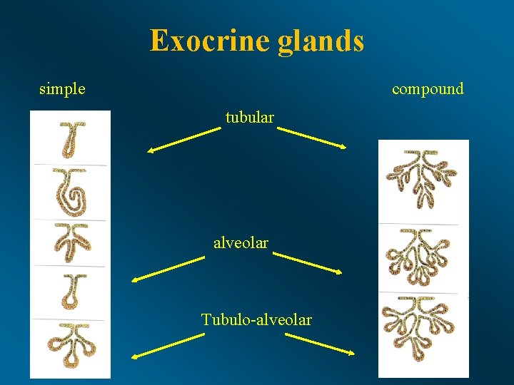 Exocrine glands simple compound tubular alveolar Tubulo-alveolar 