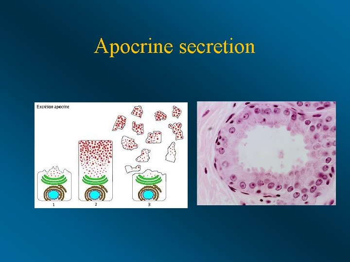 Apocrine secretion 