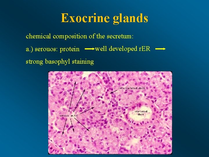 Exocrine glands chemical composition of the secretum: a. ) serouos: protein strong basophyl staining