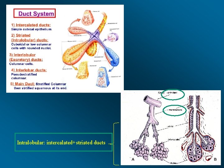 Intralobular: intercalated+striated ducts 