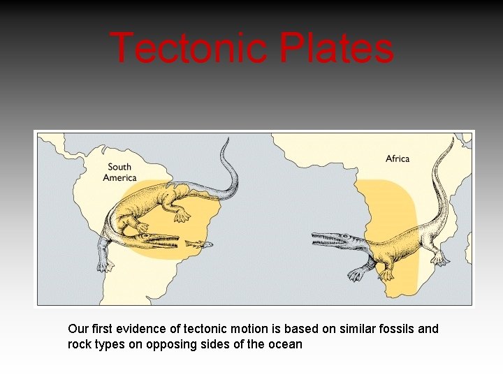 Tectonic Plates Our first evidence of tectonic motion is based on similar fossils and