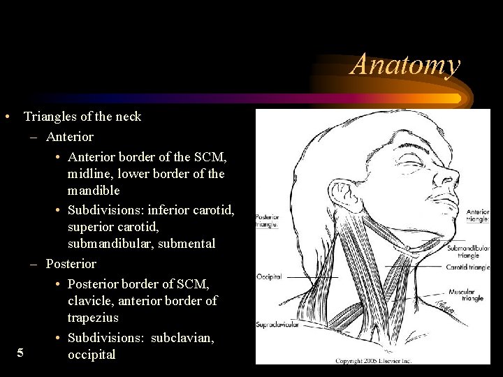 Anatomy • Triangles of the neck – Anterior • Anterior border of the SCM,
