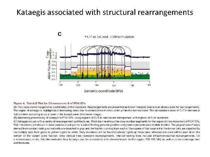 Kataegis associated with structural rearrangements 