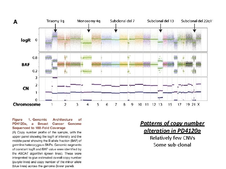 Patterns of copy number alteration in PD 4120 a Relatively few CNVs Some sub-clonal
