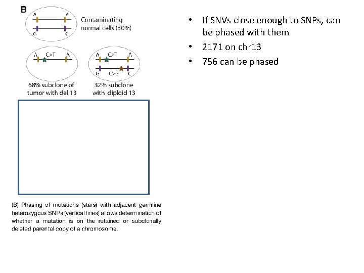  • If SNVs close enough to SNPs, can be phased with them •