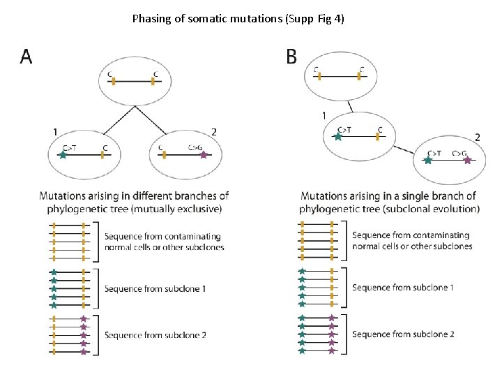 Phasing of somatic mutations (Supp Fig 4) 