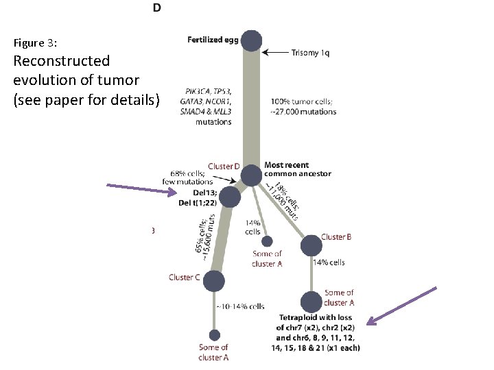 Figure 3: Reconstructed evolution of tumor (see paper for details) 