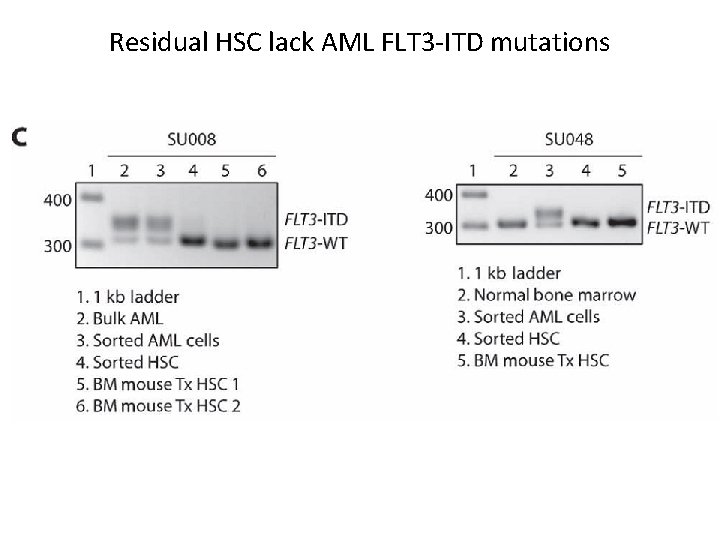 Residual HSC lack AML FLT 3 -ITD mutations 