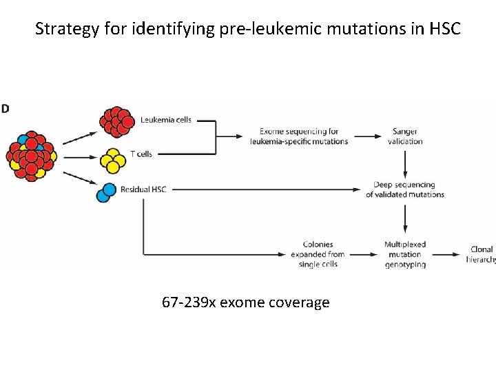 Strategy for identifying pre-leukemic mutations in HSC 67 -239 x exome coverage 