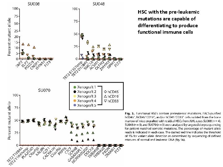 HSC with the pre-leukemic mutations are capable of differentiating to produce functional immune cells