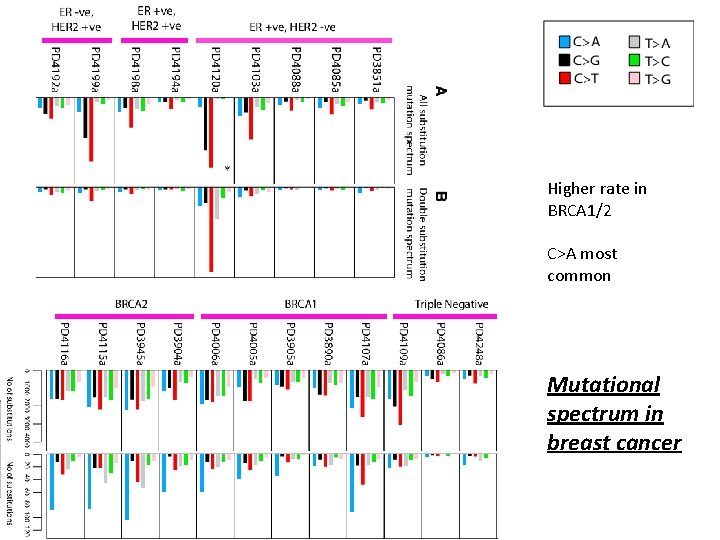 Higher rate in BRCA 1/2 C>A most common Mutational spectrum in breast cancer 