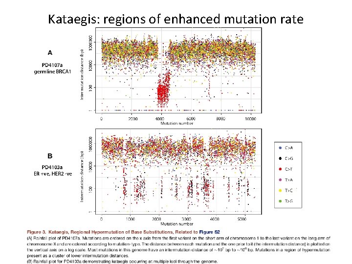 Kataegis: regions of enhanced mutation rate 