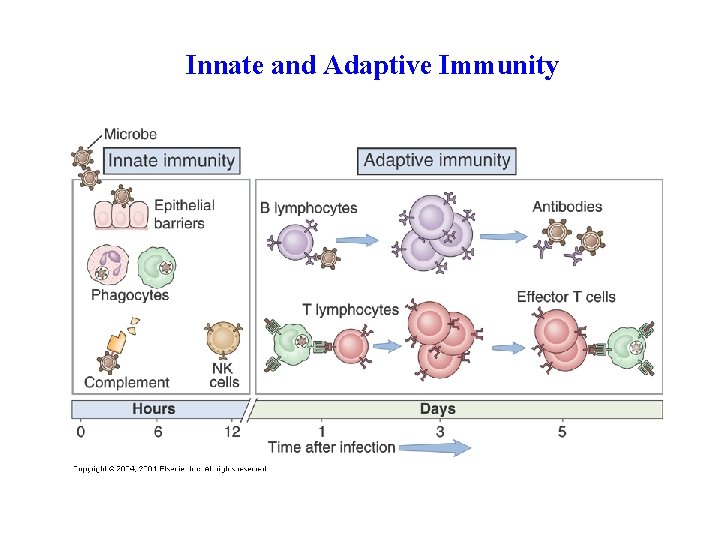 Innate and Adaptive Immunity 