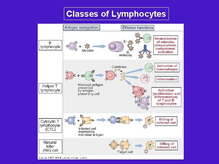 Classes of Lymphocytes 