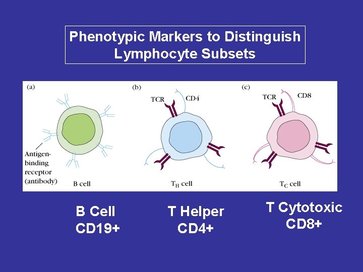 Phenotypic Markers to Distinguish Lymphocyte Subsets B Cell CD 19+ T Helper CD 4+