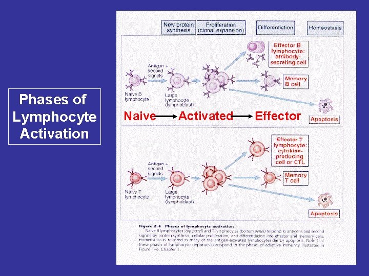 Phases of Lymphocyte Activation Naive Activated Effector 