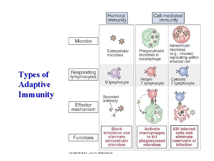 Types of Adaptive Immunity 