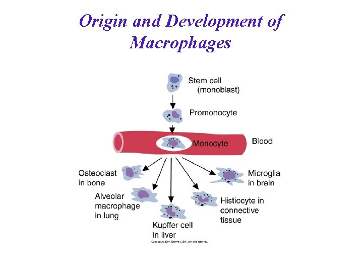 Origin and Development of Macrophages 