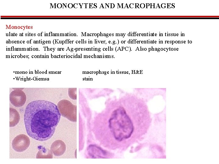 MONOCYTES AND MACROPHAGES Monocytes are immature macrophages; monos circulate in blood & accumulate at