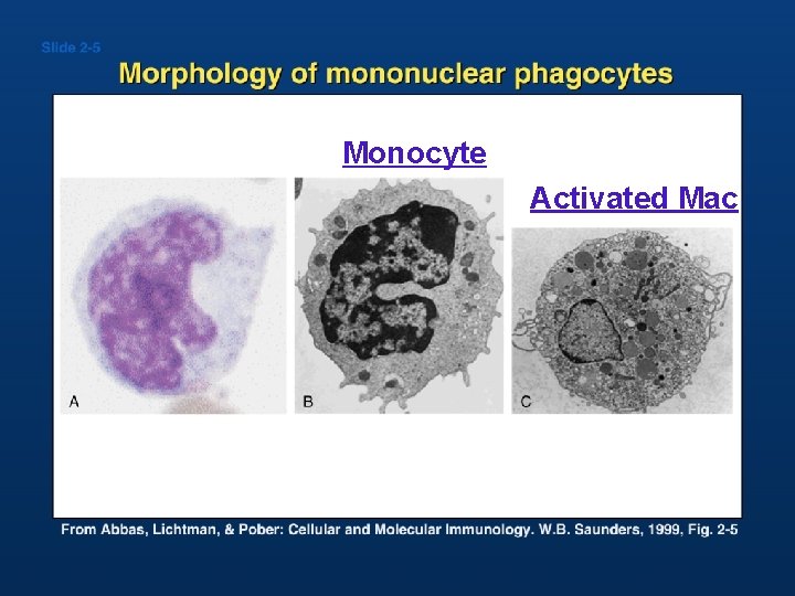 Monocyte Activated Mac 