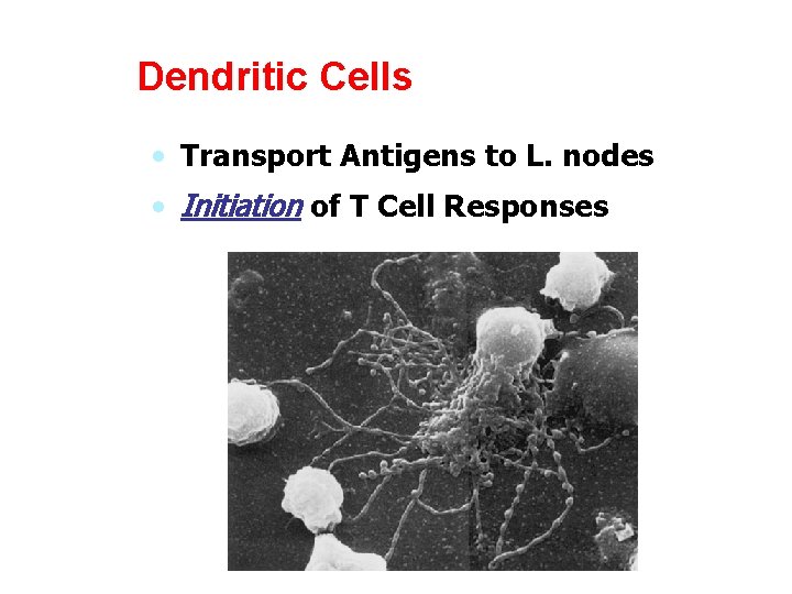 Dendritic Cells • Transport Antigens to L. nodes • Initiation of T Cell Responses