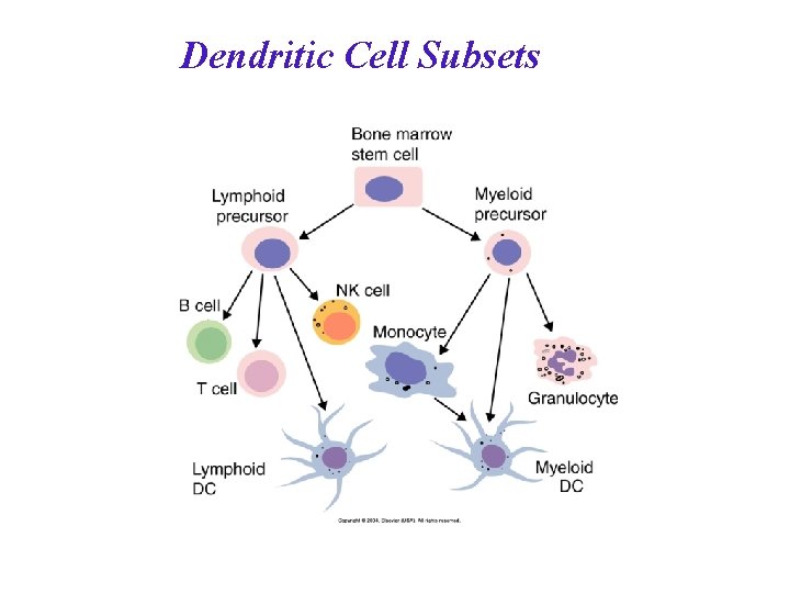 Dendritic Cell Subsets 