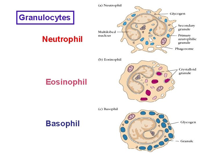 Granulocytes Neutrophil Eosinophil Basophil 