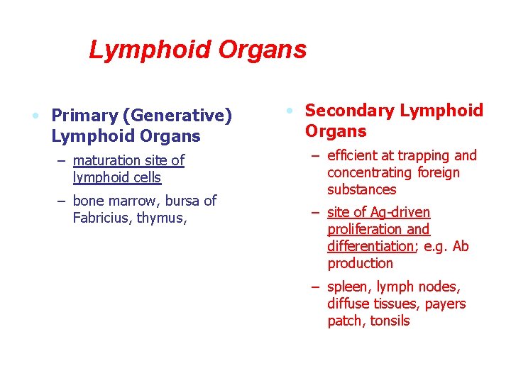 Lymphoid Organs • Primary (Generative) Lymphoid Organs – maturation site of lymphoid cells –