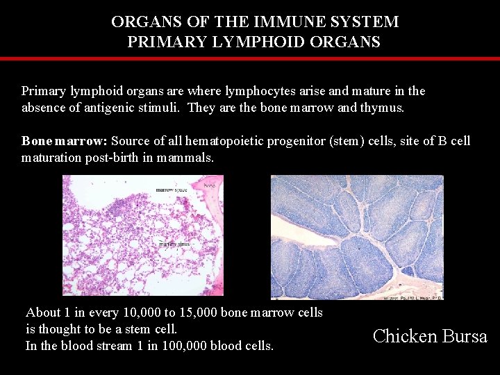 ORGANS OF THE IMMUNE SYSTEM PRIMARY LYMPHOID ORGANS Primary lymphoid organs are where lymphocytes