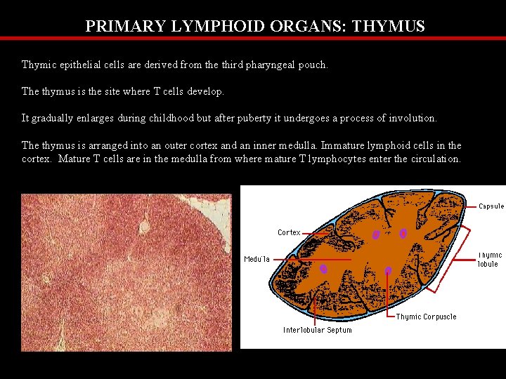 PRIMARY LYMPHOID ORGANS: THYMUS Thymic epithelial cells are derived from the third pharyngeal pouch.