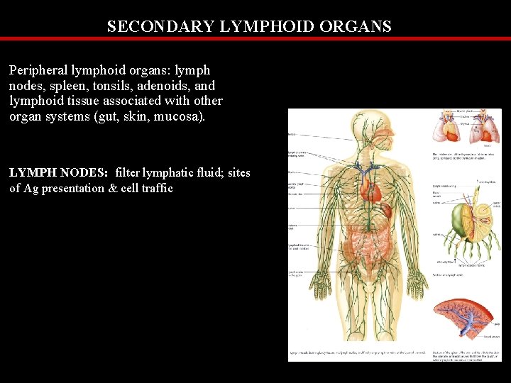 SECONDARY LYMPHOID ORGANS Peripheral lymphoid organs: lymph nodes, spleen, tonsils, adenoids, and lymphoid tissue