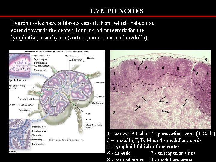 LYMPH NODES Lymph nodes have a fibrous capsule from which trabeculae extend towards the