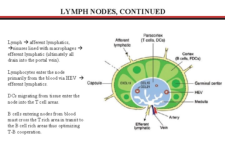 LYMPH NODES, CONTINUED Functions of structural elements of lymph nodes Lymph afferent lymphatics, sinuses