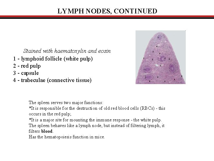 LYMPH NODES, CONTINUED SPLEEN Stained with haematoxylin and eosin 1 - lymphoid follicle (white