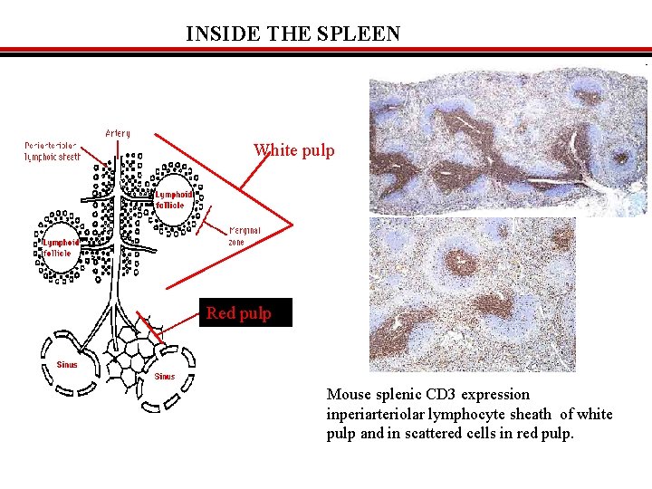 INSIDE THE SPLEEN White pulp Red pulp Mouse splenic CD 3 expression inperiarteriolar lymphocyte