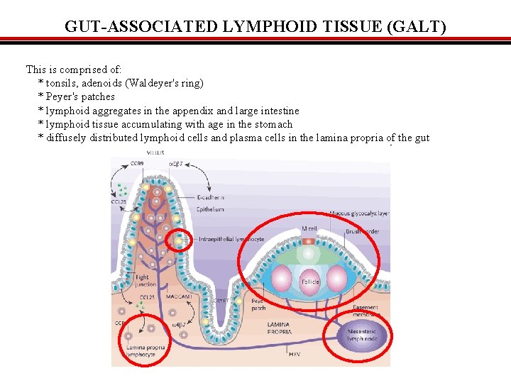 GUT-ASSOCIATED LYMPHOID TISSUE (GALT) This is comprised of: * tonsils, adenoids (Waldeyer's ring) *