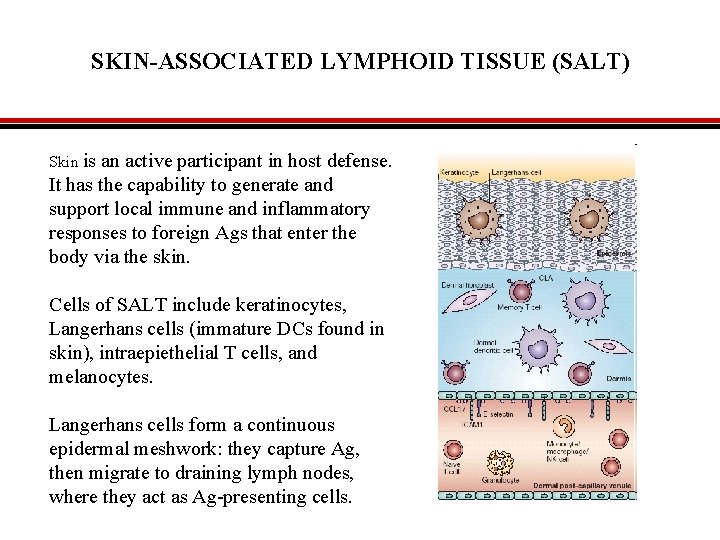SKIN-ASSOCIATED LYMPHOID TISSUE (SALT) Skin is an active participant in host defense. It has
