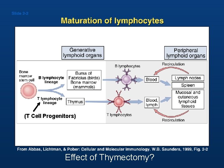 (T Cell Progenitors) Effect of Thymectomy? 